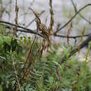 Astragalus trigonocarpus (Turcz.) Bunge resmi