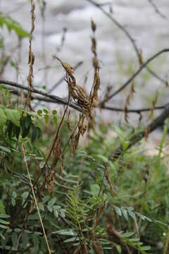 Astragalus trigonocarpus (Turcz.) Bunge resmi