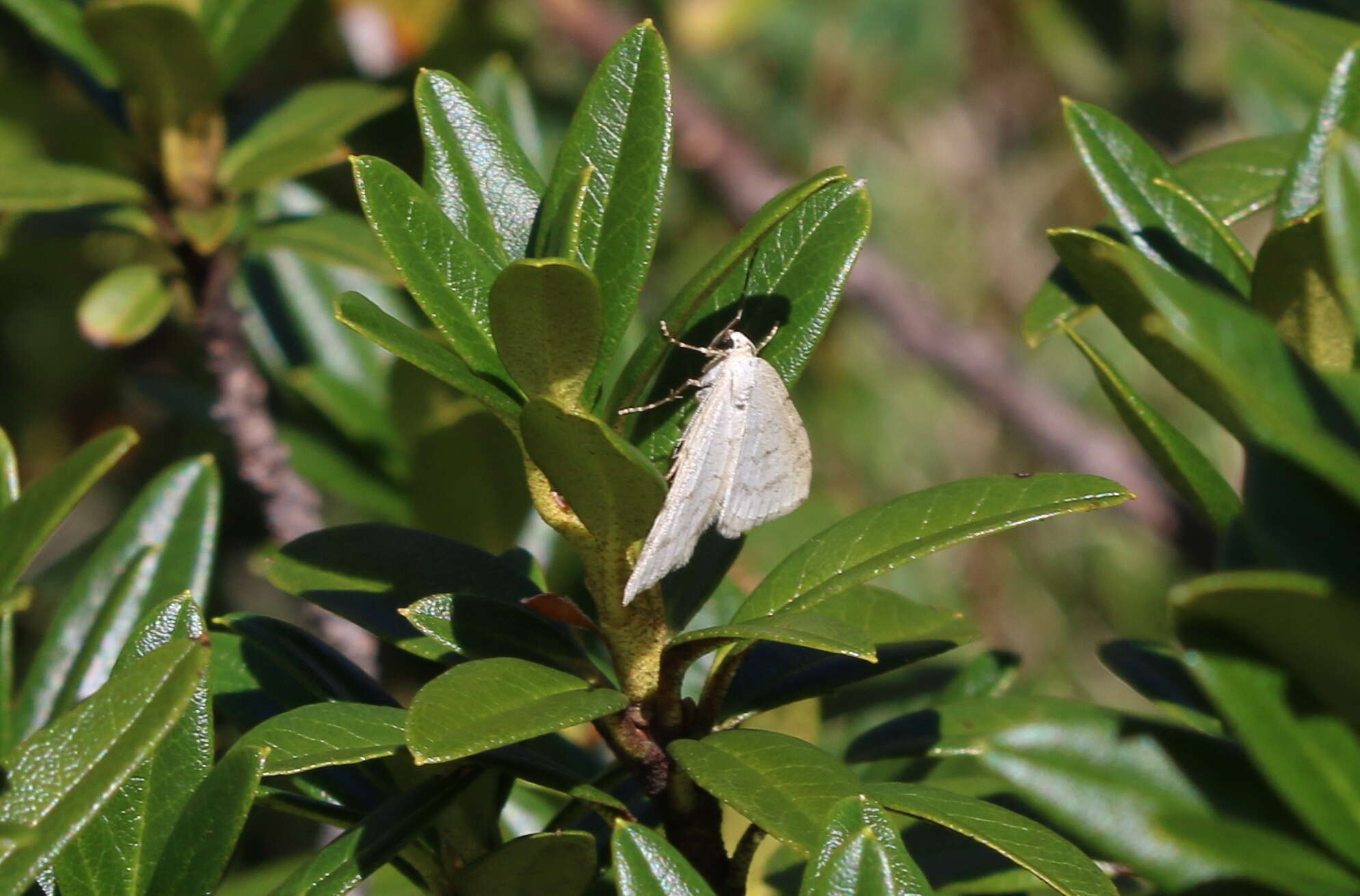 Image de <i>Perizoma verberata</i>