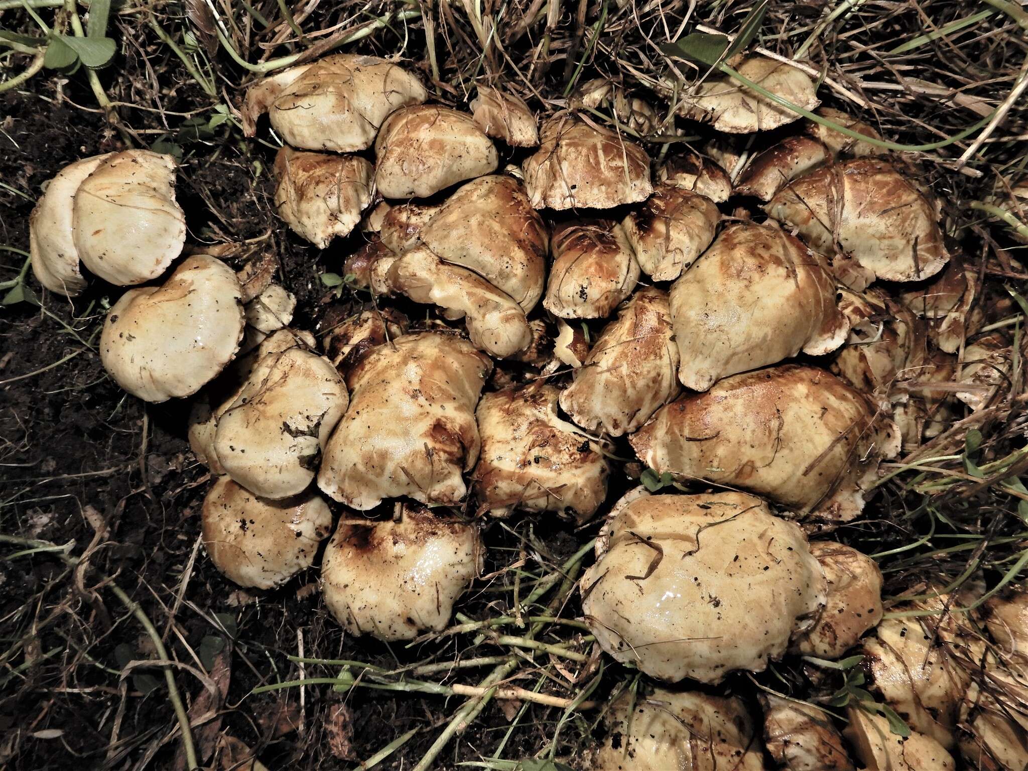 Image of Pholiota gummosa (Lasch) Singer 1951