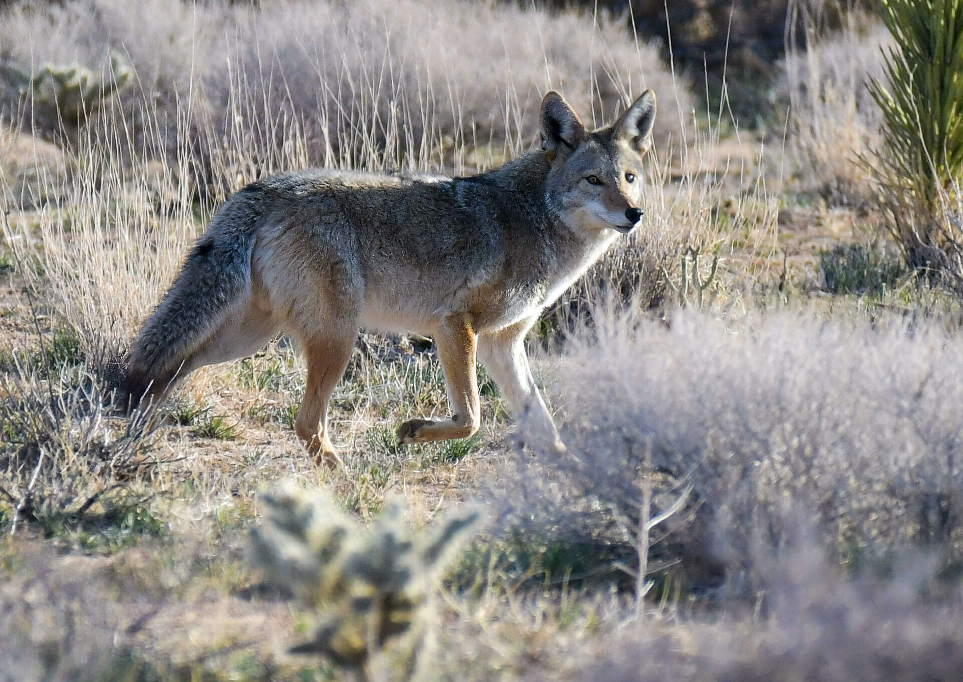 Image of Canis latrans mearnsi Merriam 1897