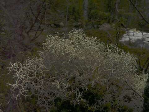 Image of Cladonia confusa R. Sant.