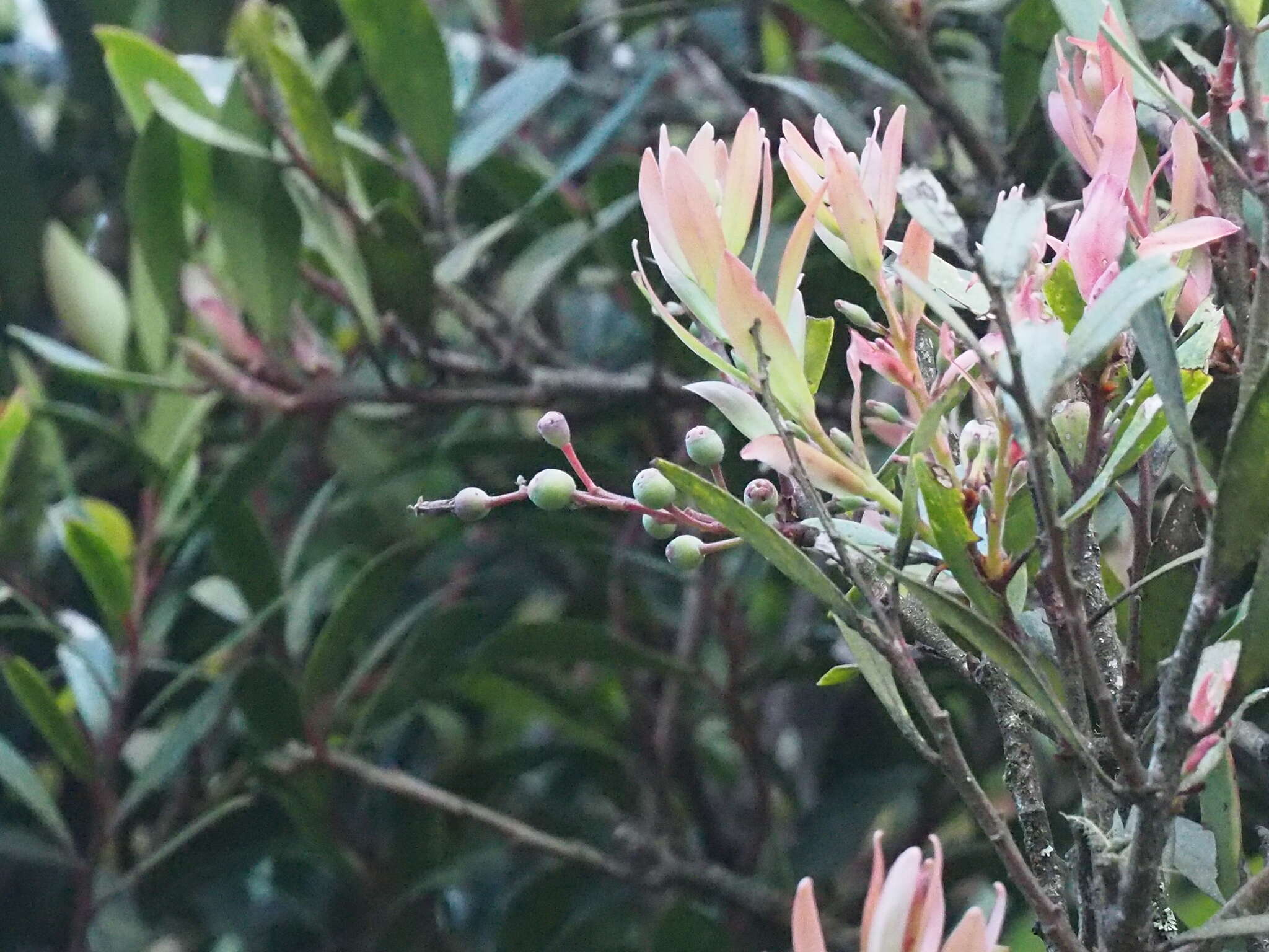 Image of Vaccinium varingiifolium (BI.) Miq.