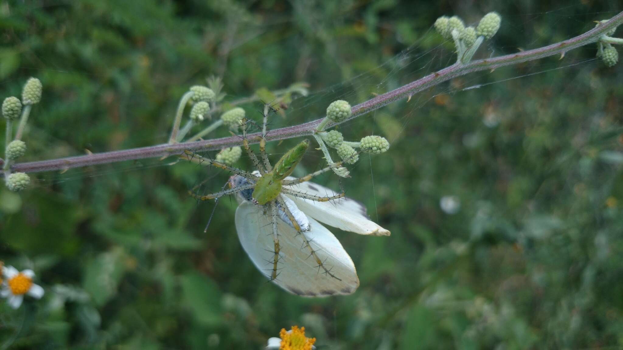 Imagem de Peucetia