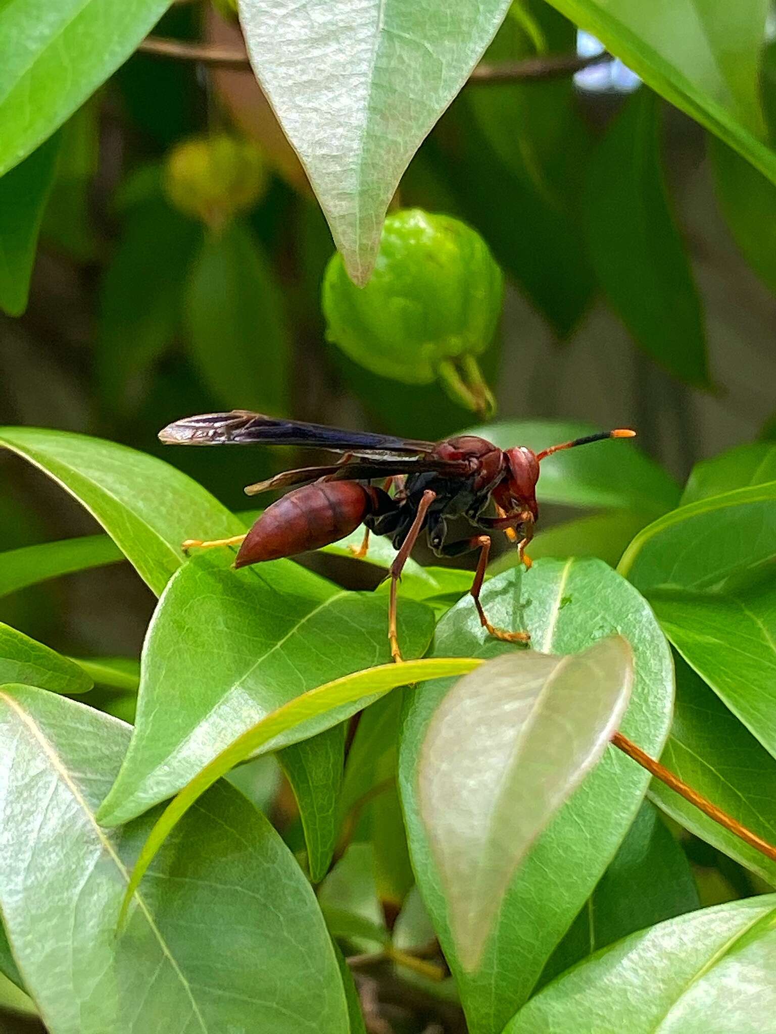 Image of Polistes lanio (Fabricius 1775)