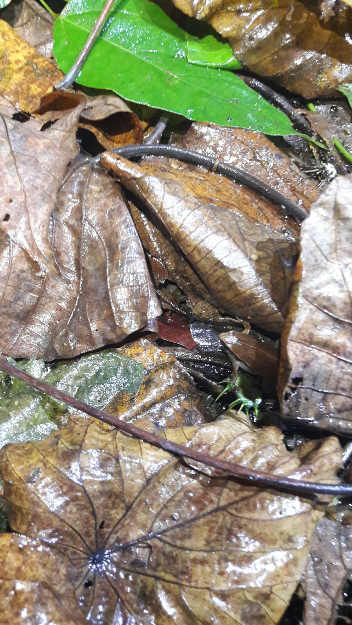 Image of Arcuate-spotted Pygmy Frog
