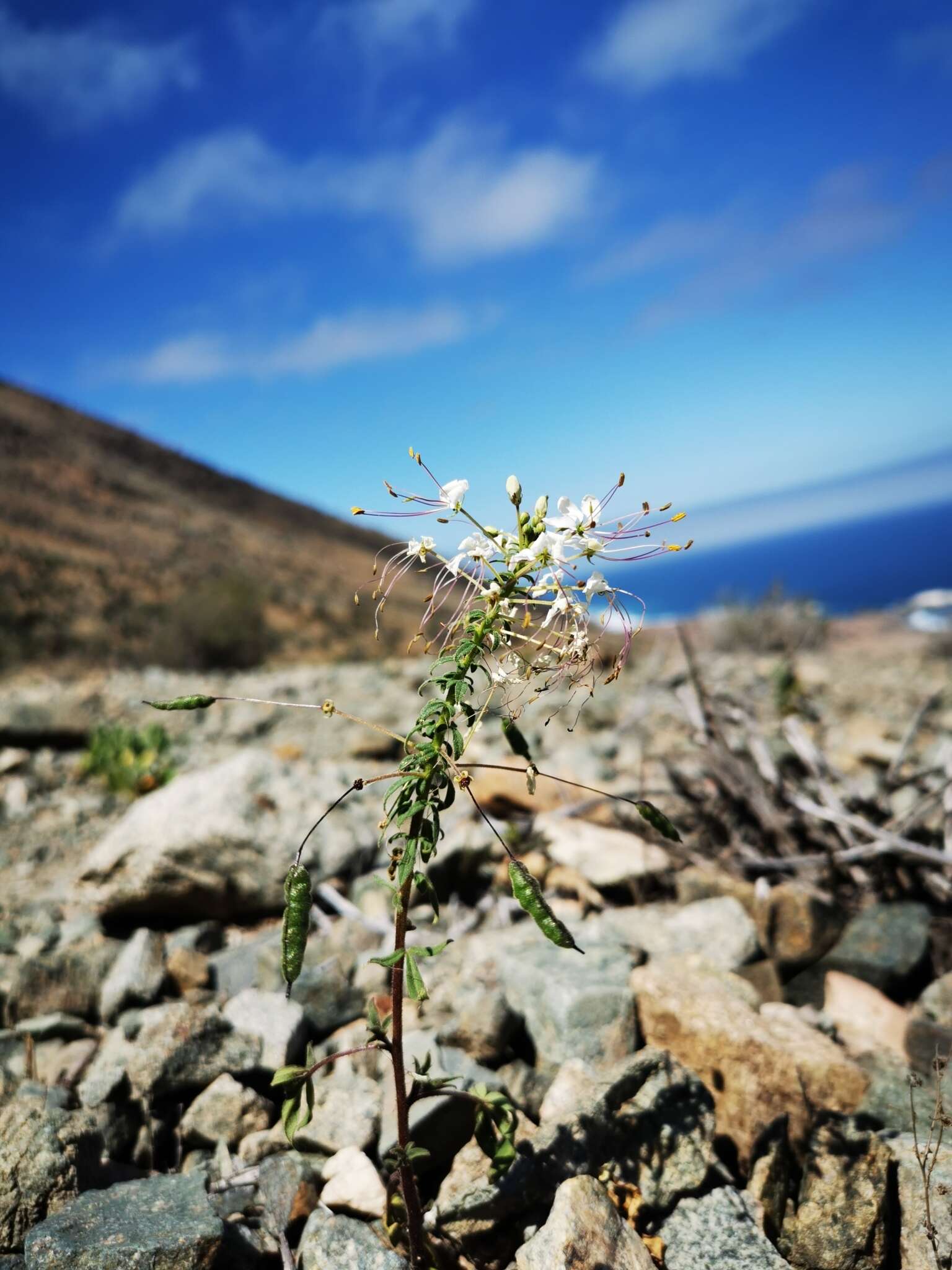 Image of Cleome chilensis DC.