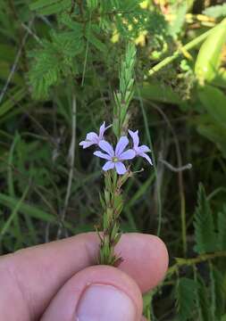 Image de Lythrum alatum subsp. lanceolatum (Elliott) A. Haines