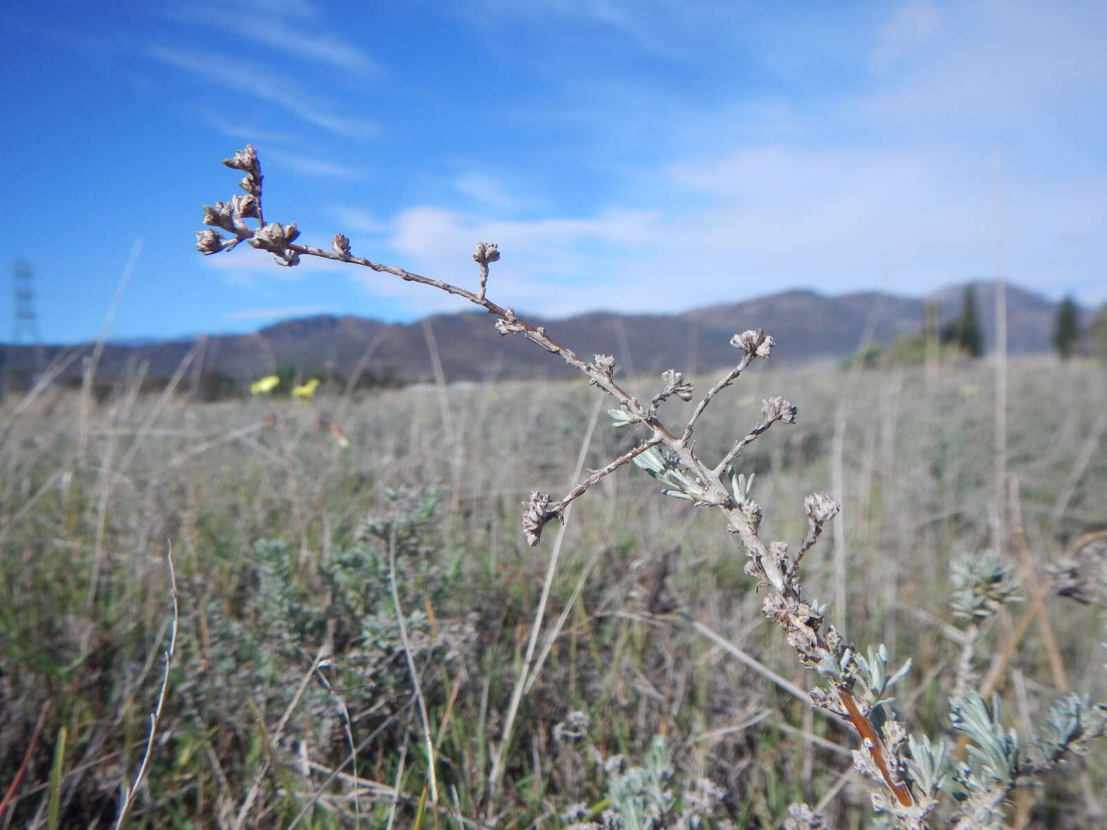 Image of <i>Helichrysum <i>asperum</i></i> var. asperum