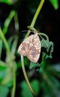 Image of Gabala argentata Butler 1878