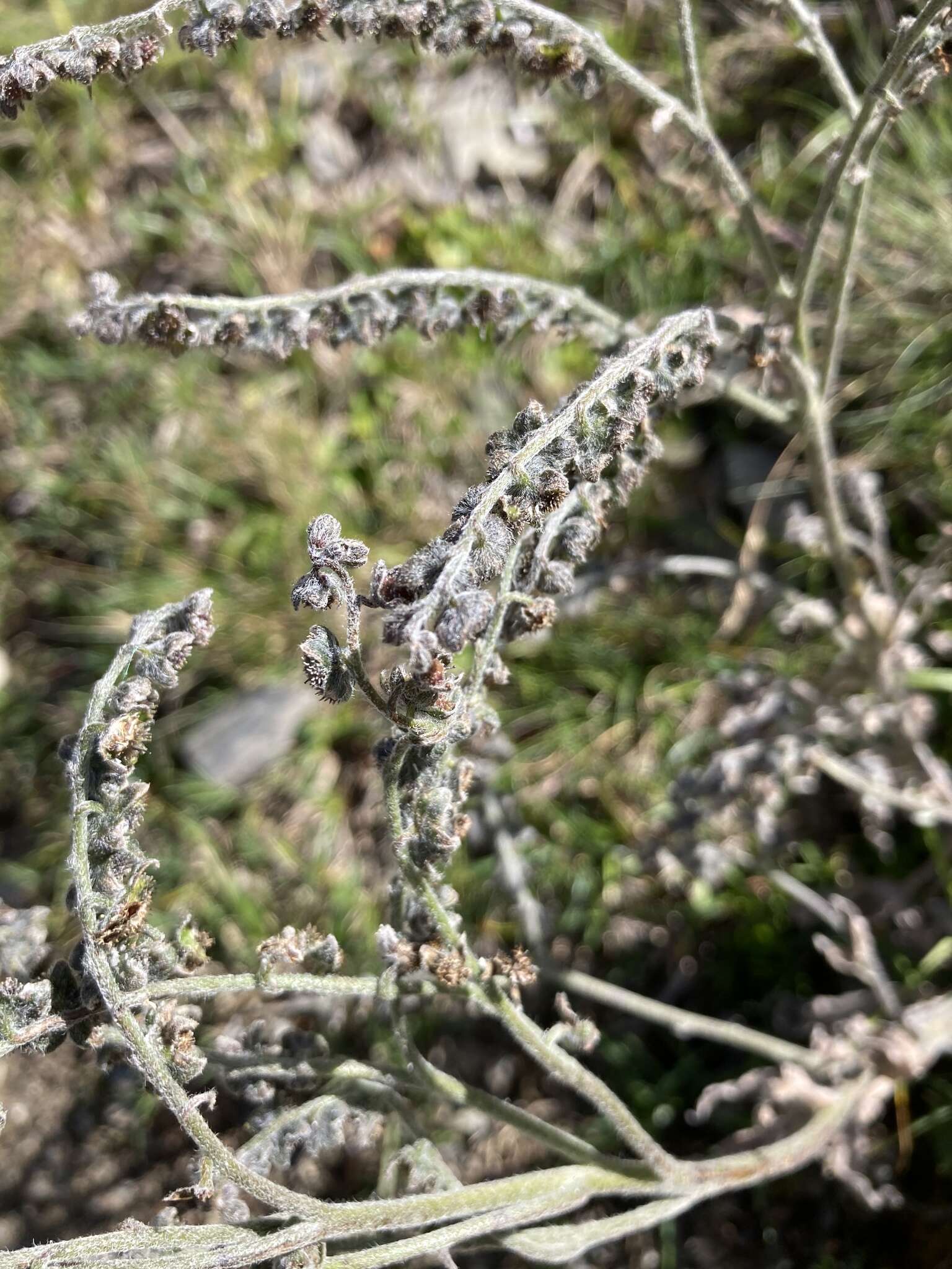 Image de Cynoglossum alpestre Ohwi