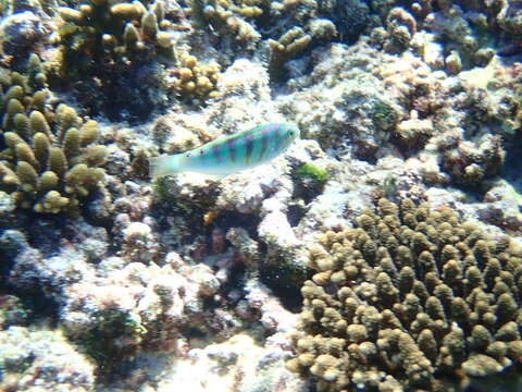 Image of Parrotfish