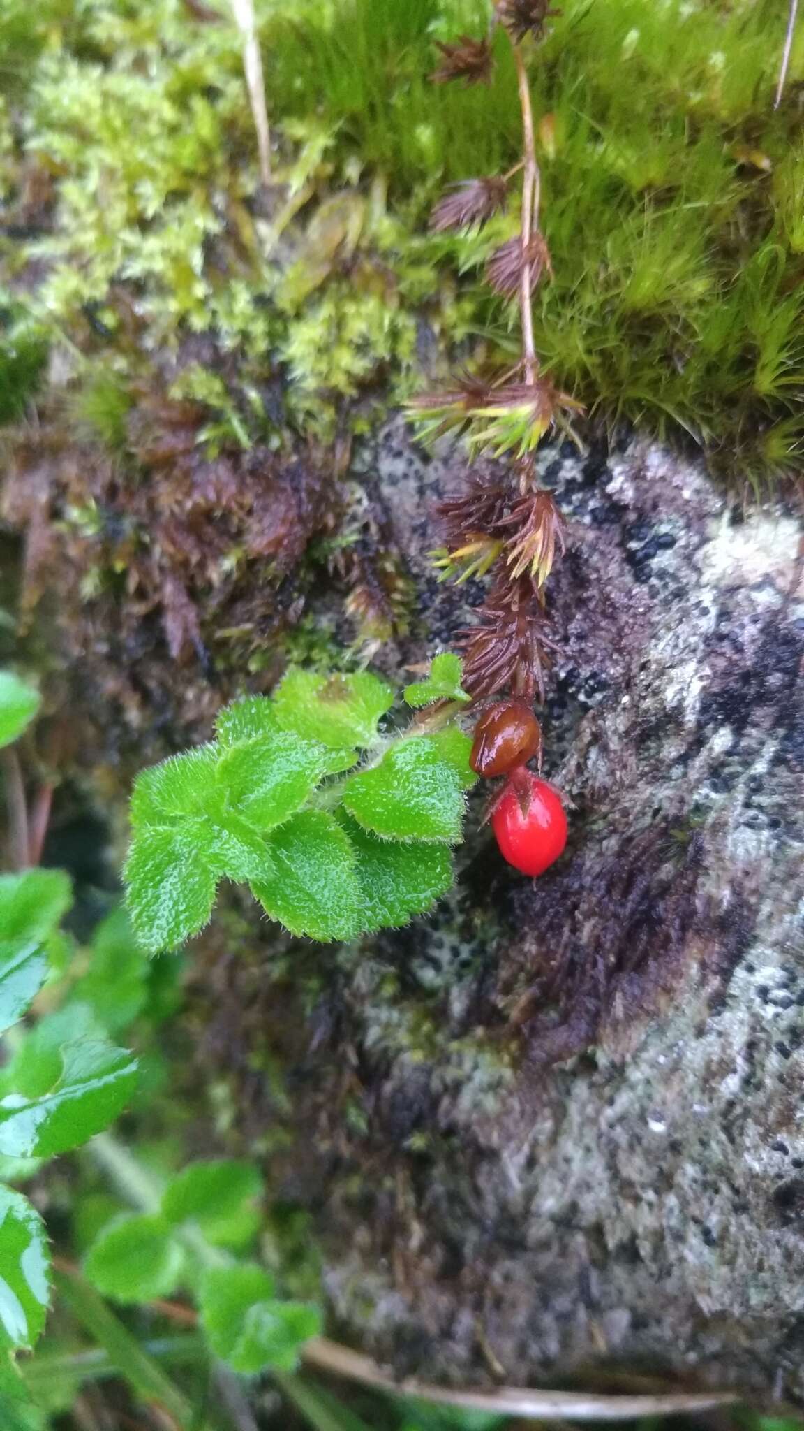 صورة Hemiphragma heterophyllum Wall.