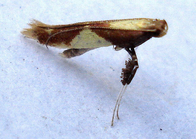 صورة Caloptilia alchimiella (Scopoli 1763)