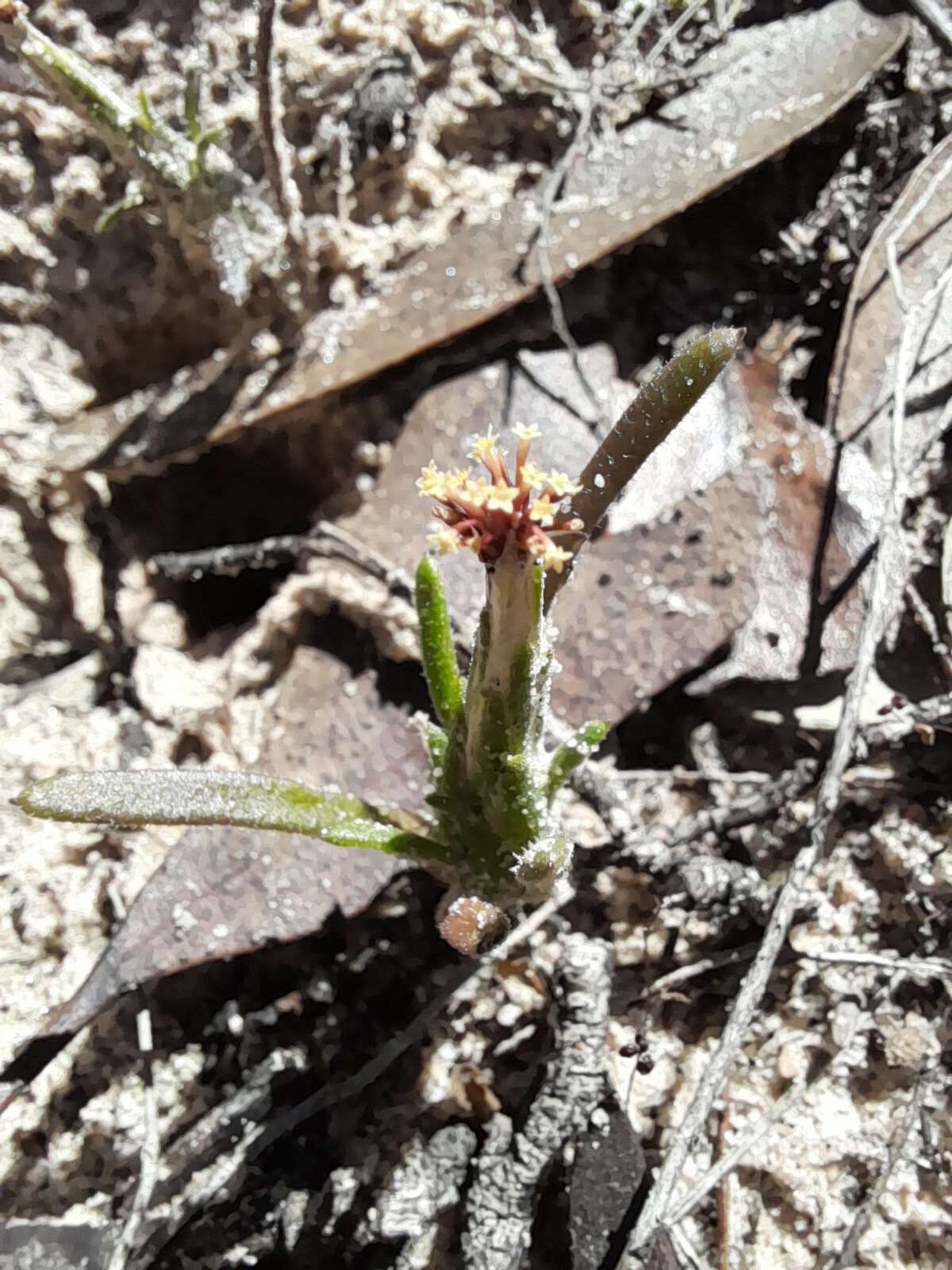 Image of Podotheca angustifolia (Labill.) Less.