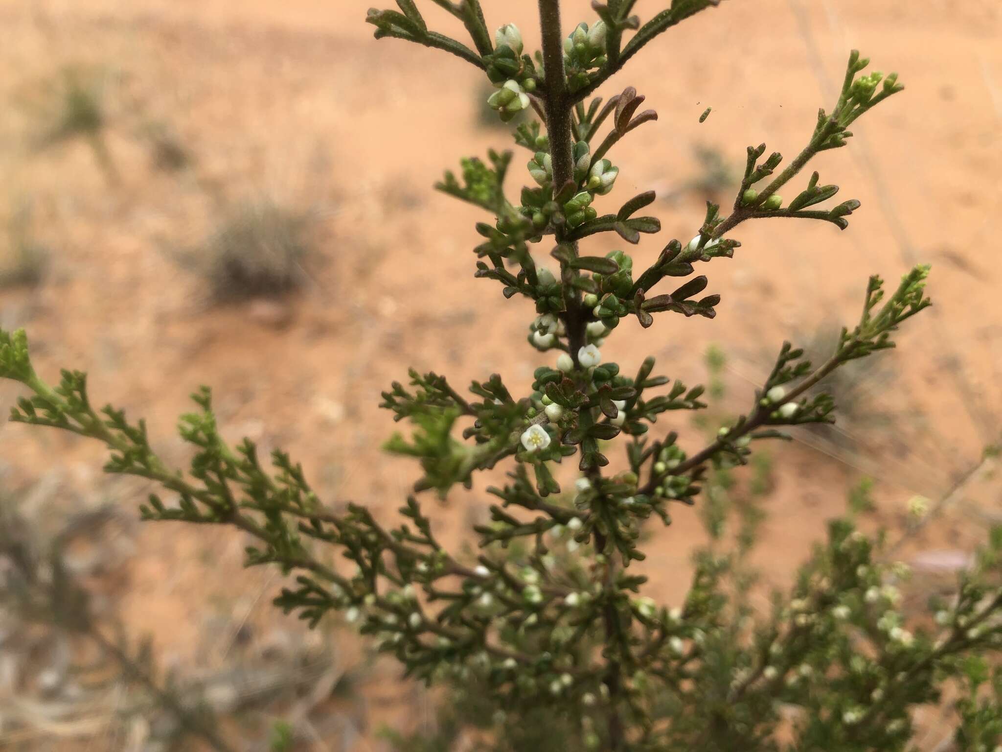 Imagem de Cyanothamnus occidentalis