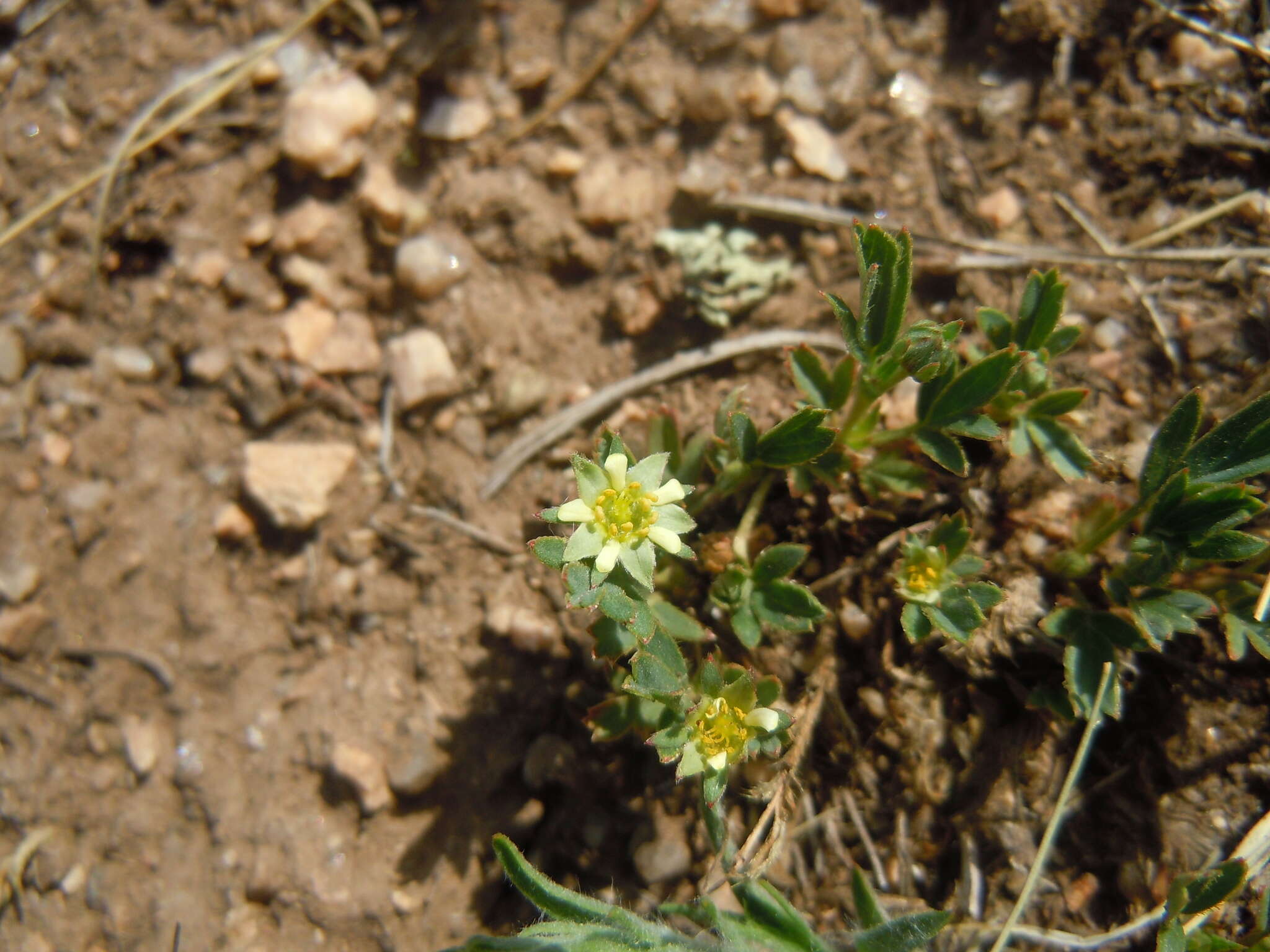 Image of Sibbaldianthe adpressa (Bunge) Juz.