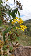 Image of Dendroviguiera quinqueradiata (Cav.) E. E. Schill. & Panero