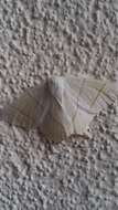 Image of swallow-tailed moth