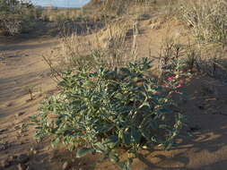 Image de Penstemon albomarginatus M. E. Jones