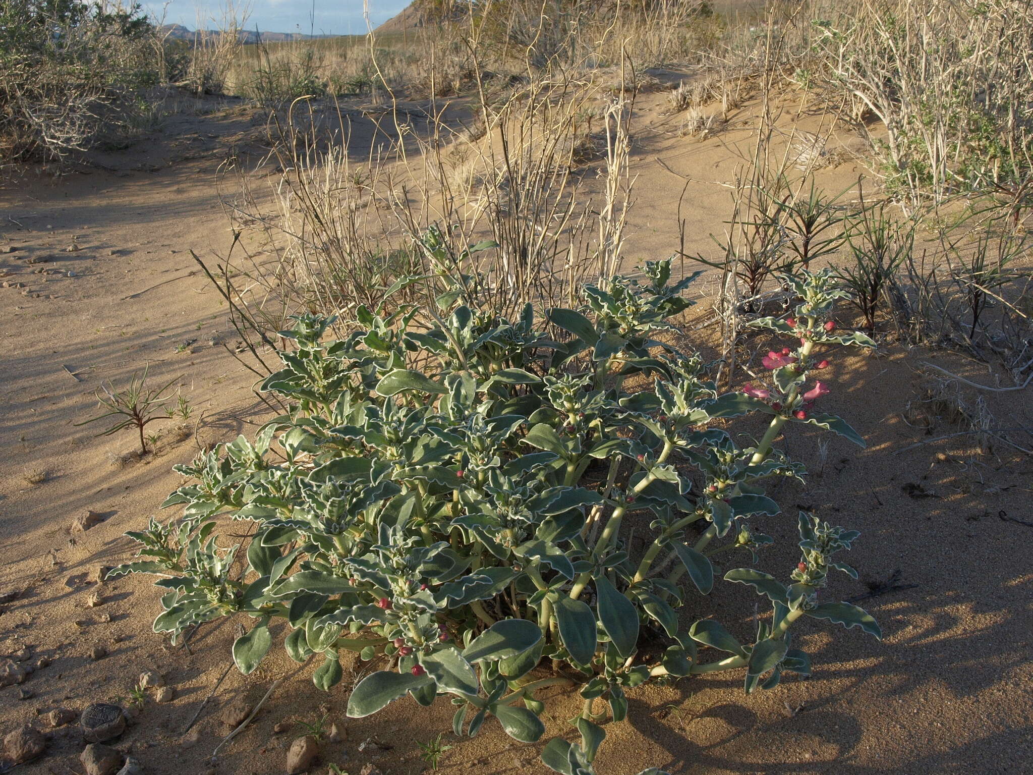 Image de Penstemon albomarginatus M. E. Jones