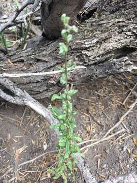 Image of Carolina desert-thorn