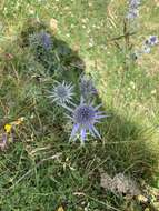 Imagem de Eryngium bourgatii Gouan