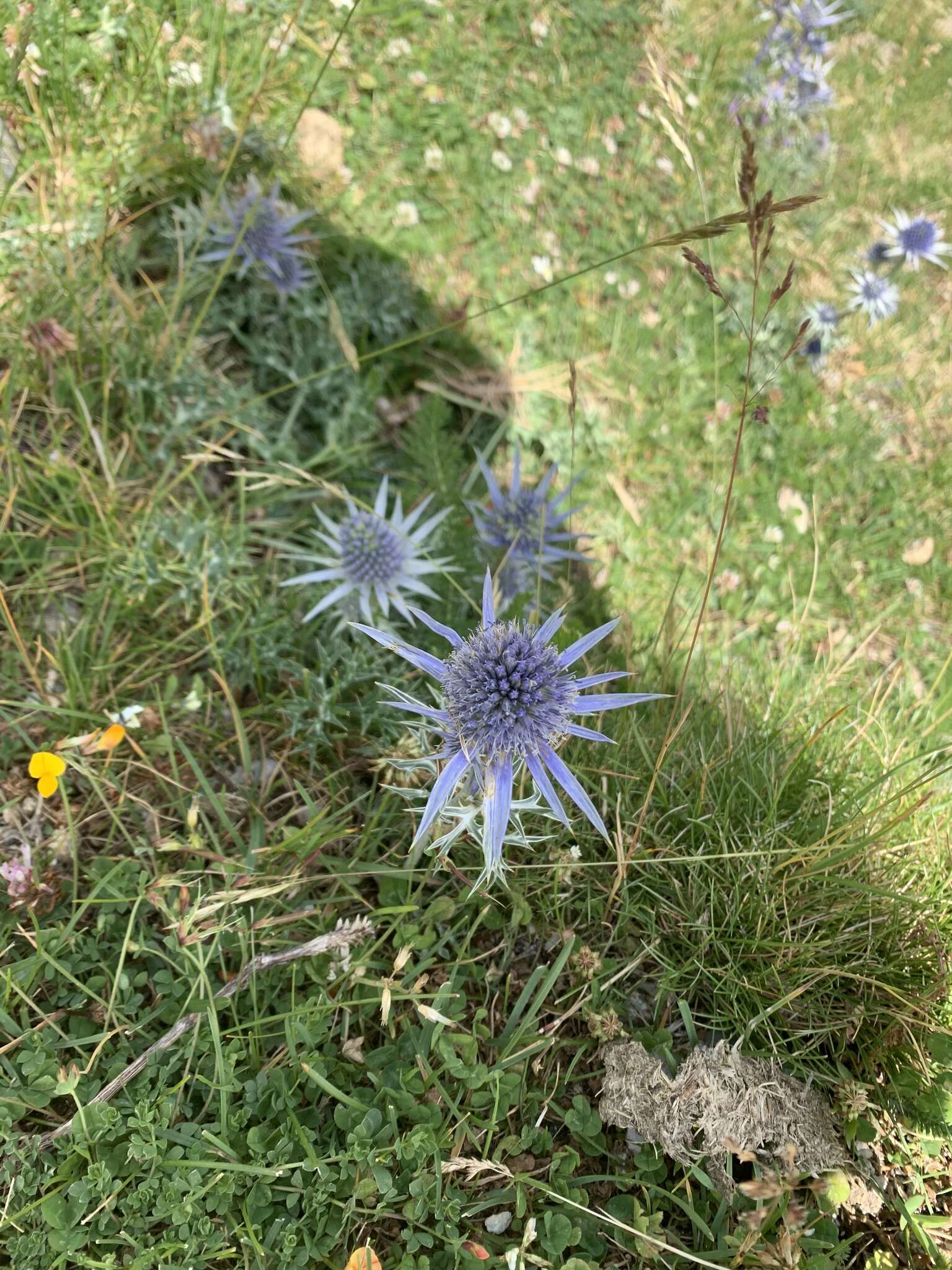 Eryngium bourgatii Gouan resmi