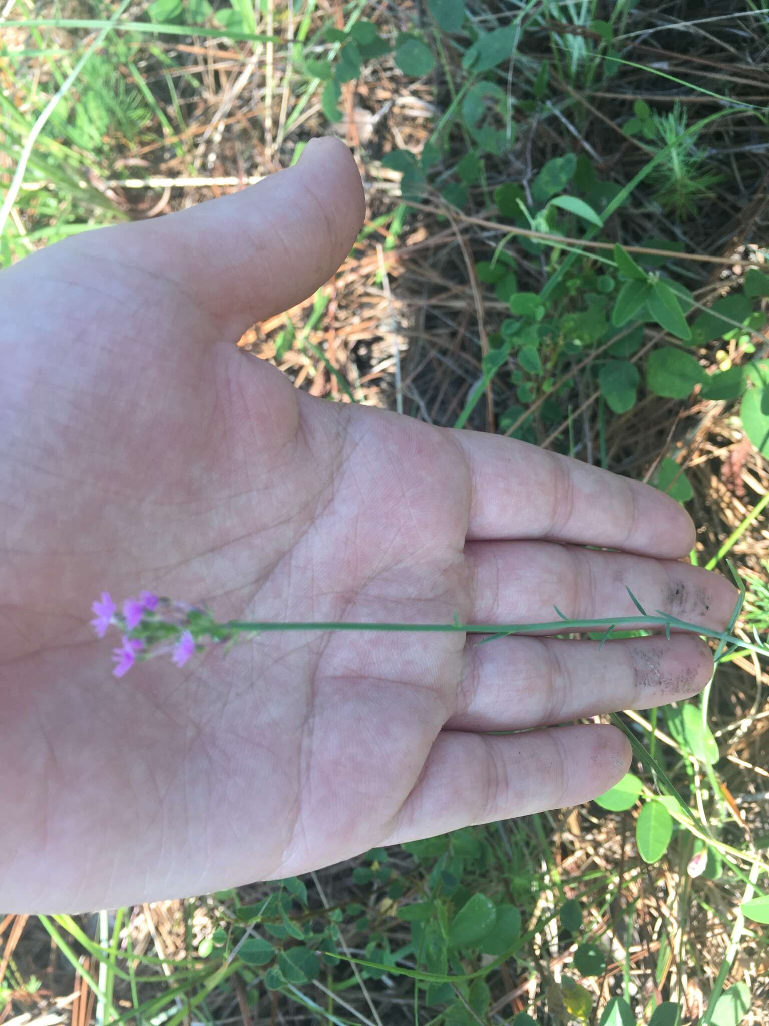 Image of Few-flowered Milkwort