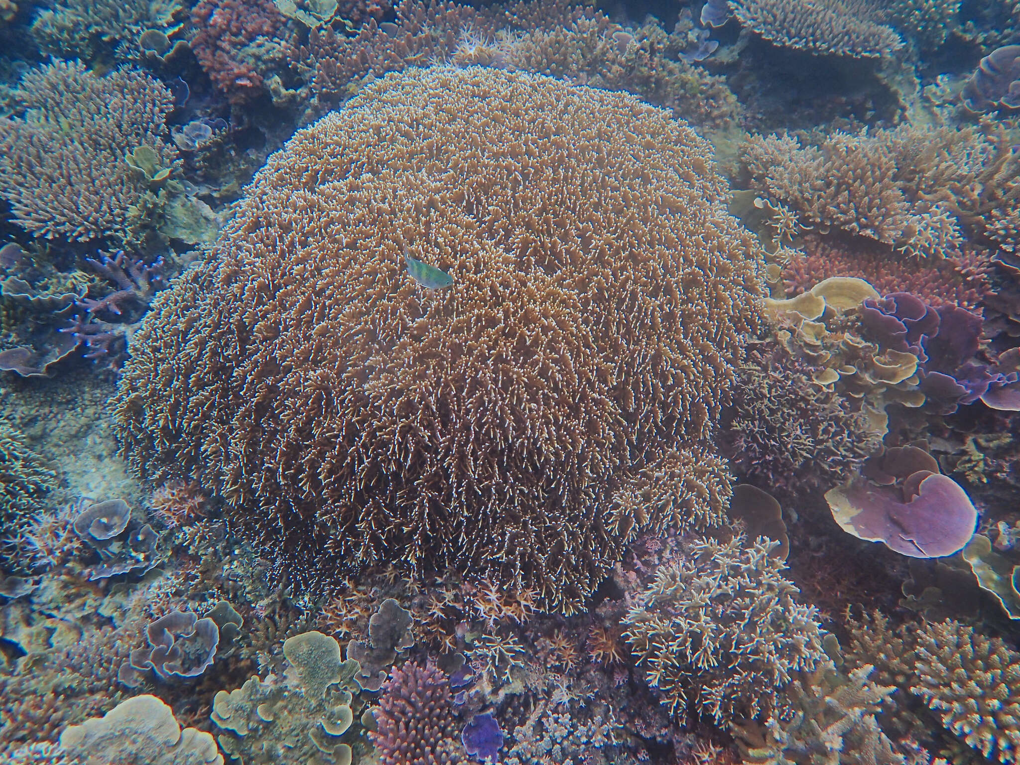 Image of Fire coral