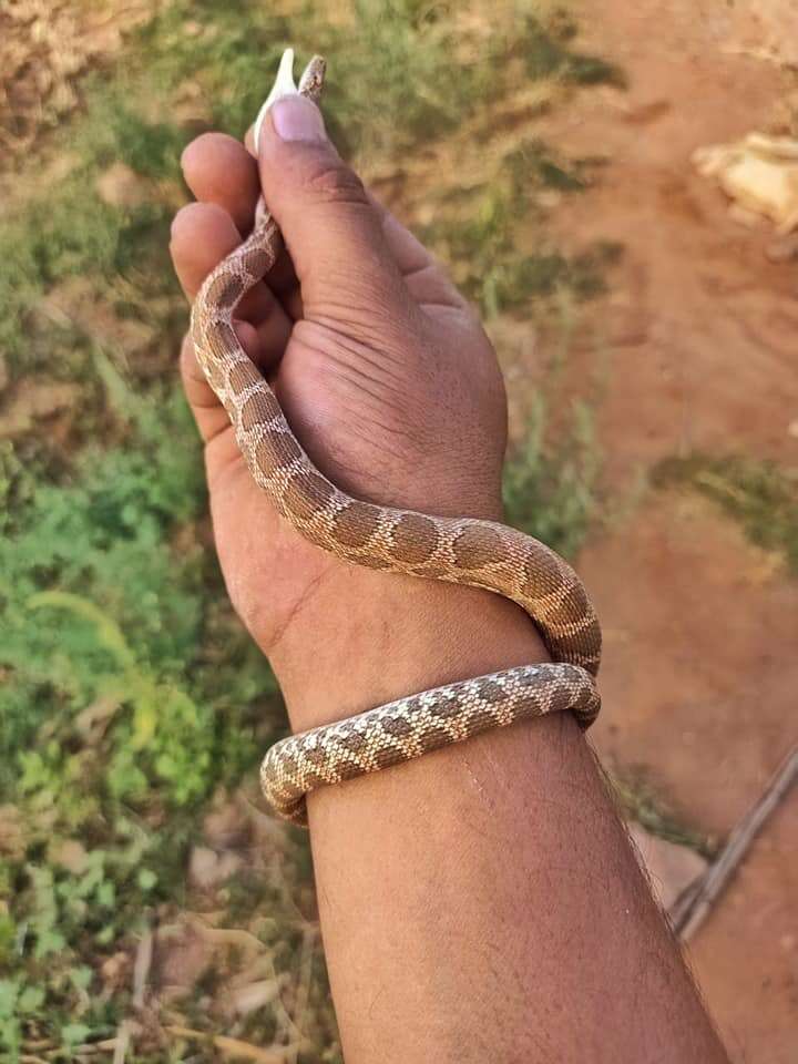 Image of Werner's Diadem Snake