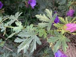 Image of Hibiscus huegelii Endl.