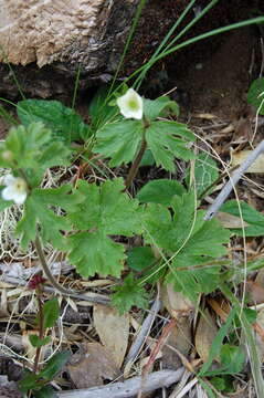 Image of <i>Anemonastrum antucense</i>