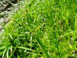 Scirpus pendulus Muhl. resmi