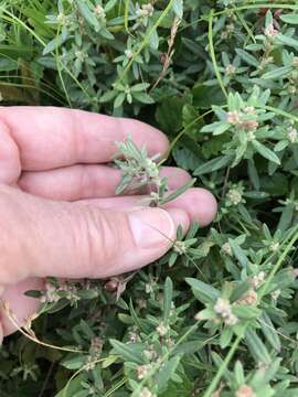 Crocanthemum dumosum E. P. Bicknell resmi