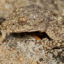 Image of Ramigekko swartbergensis (Haacke 1996)