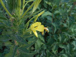 Oenothera stucchii Soldano resmi