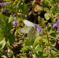 Plancia ëd Pieris napi (Linnaeus 1758)