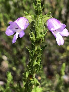 Prostanthera cryptandroides subsp. cryptandroides resmi