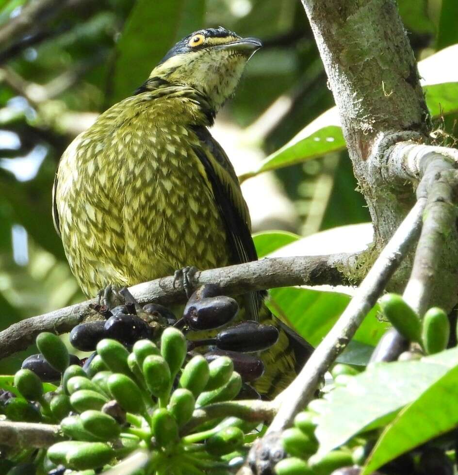 Imagem de Ampelioides Verreaux & J 1867