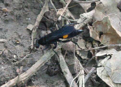 صورة Psorthaspis brimleyi (Malloch 1928)