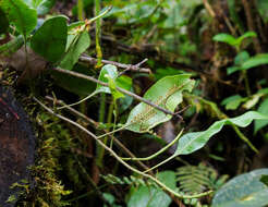 Image of Serpocaulon levigatum (Cav.) A. R. Sm.