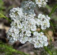 Image of prairie bishop