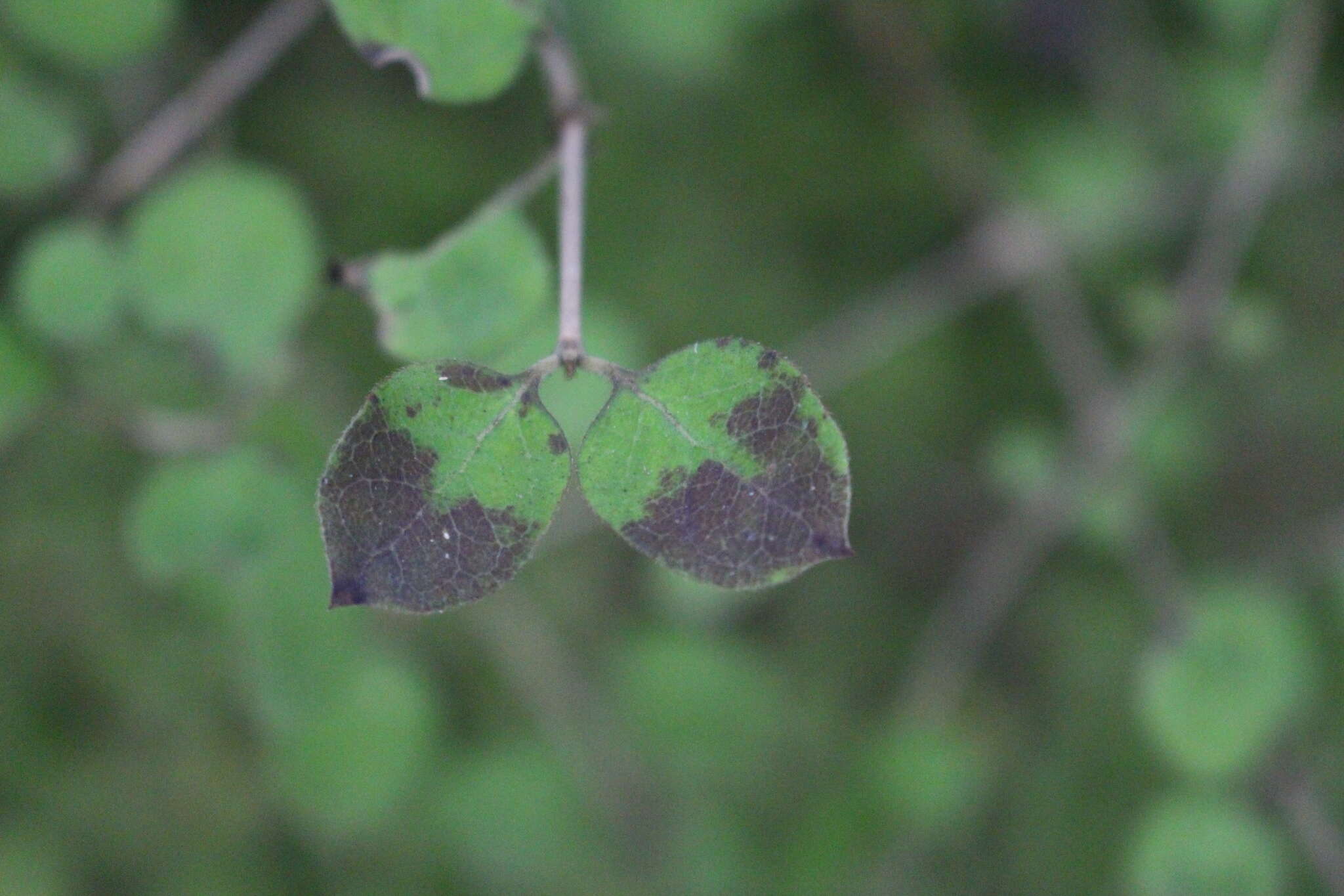 Image of Coprosma rotundifolia A. Cunn.