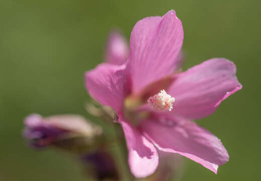 Image of Cusick's checkerbloom