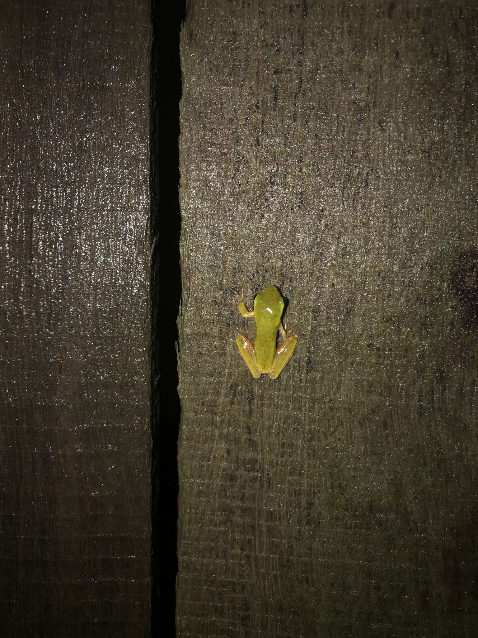 Image of Eastern Dwarf Tree Frog