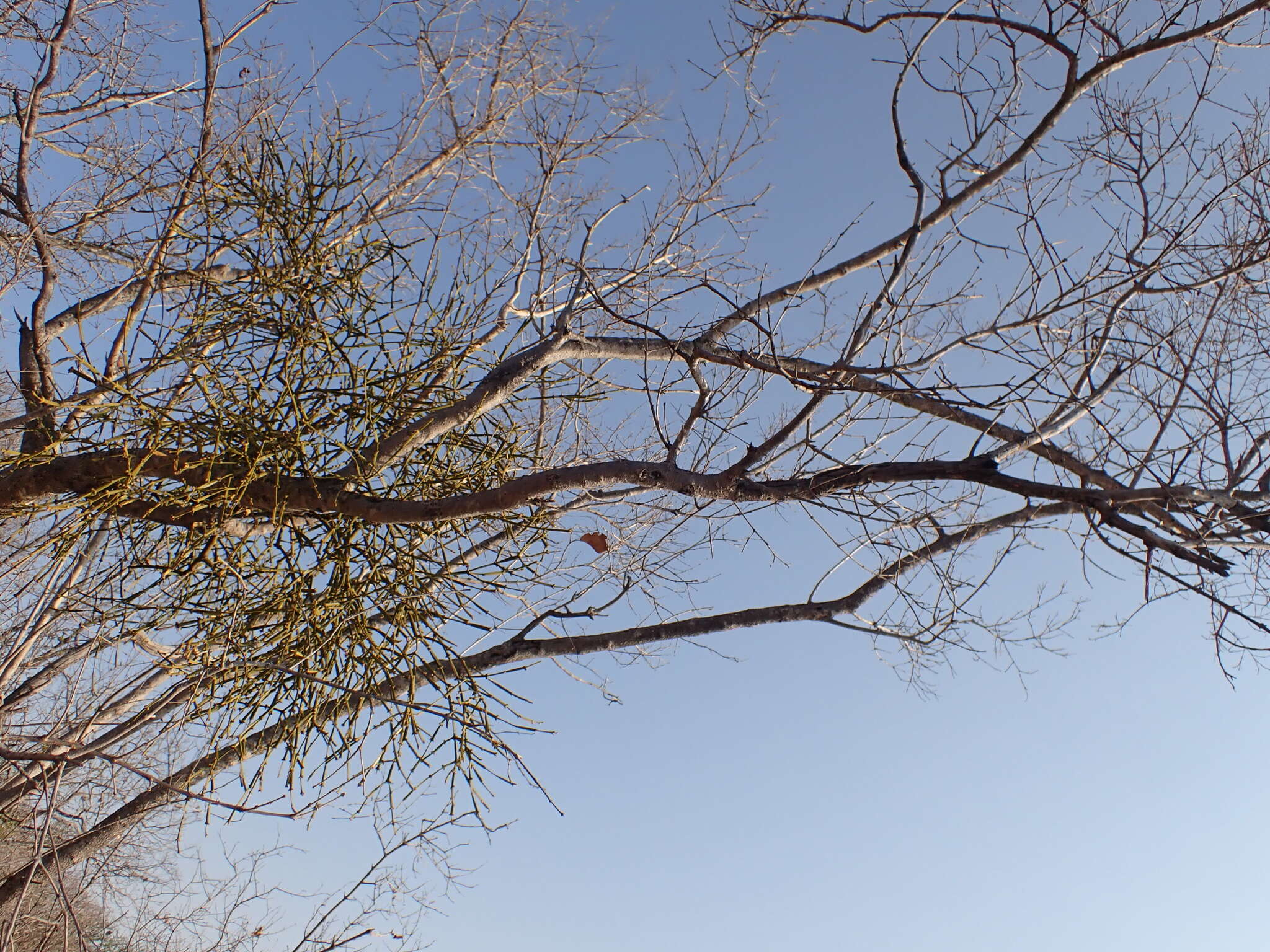 Imagem de Combretum zeyheri Sond.