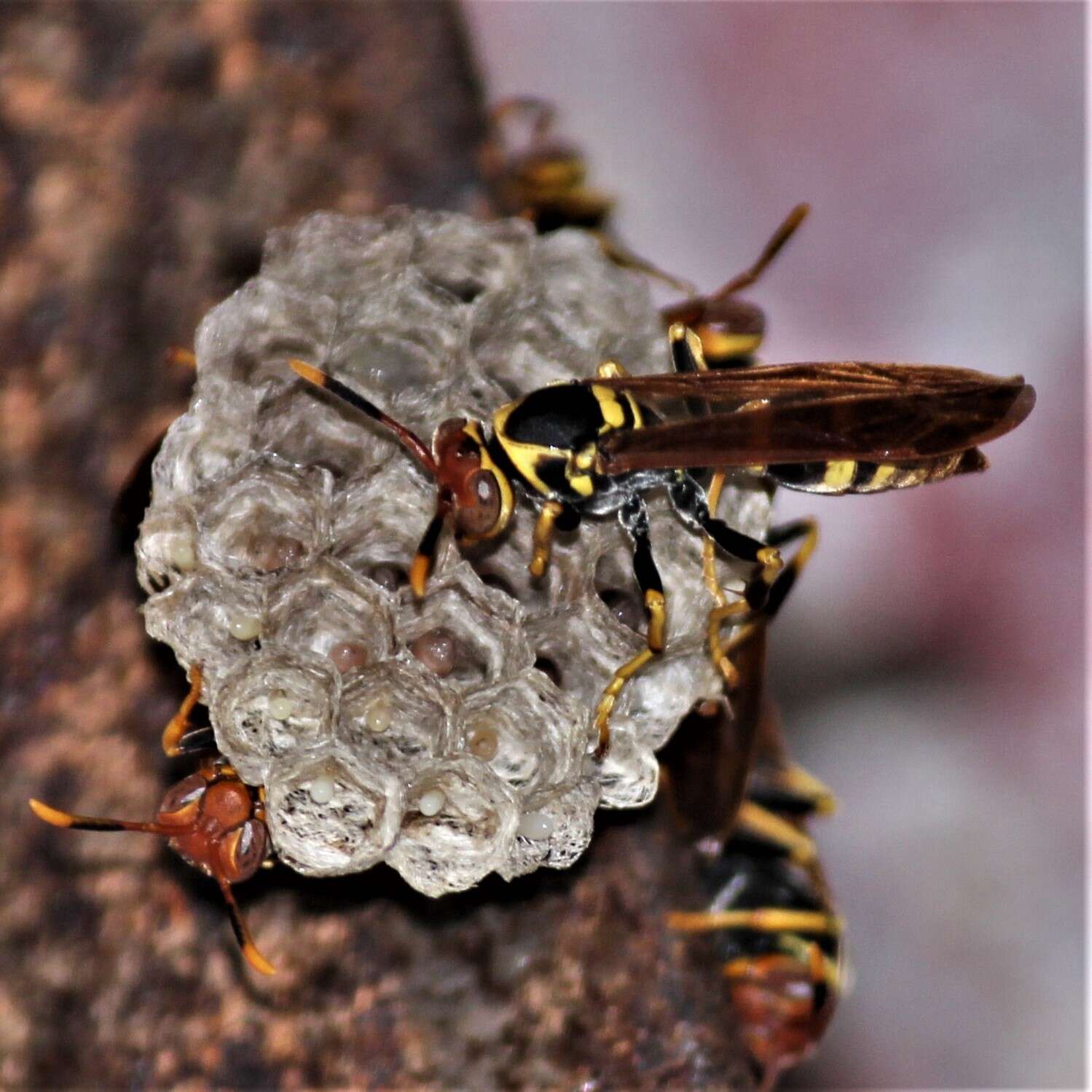 Image of Polistes crinitus (Felton 1764)