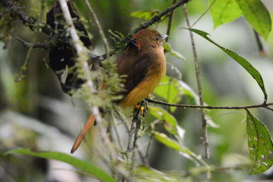 Sivun <i>Onychorhynchus coronatus swainsoni</i> kuva