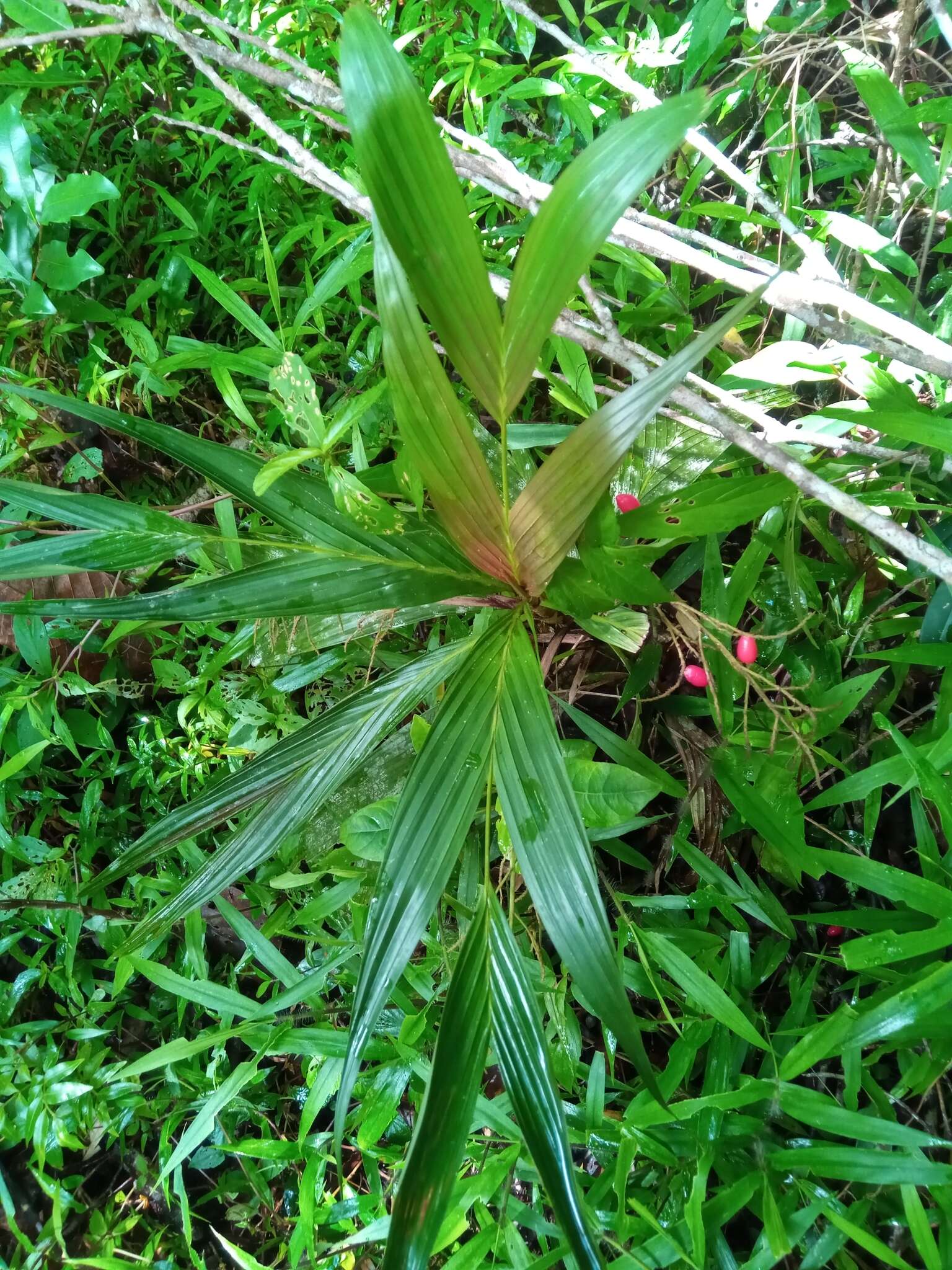 Image of Dypsis hildebrandtii (Baill.) Becc.